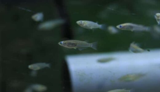 メダカ稚魚が死ぬ理由と対策。生存率を上げよう