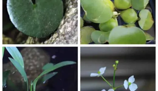 メダカの屋外飼育・ビオトープにおすすめの水草