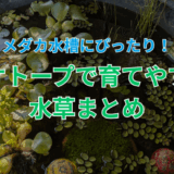 ビオトープで育てやすい水草まとめ