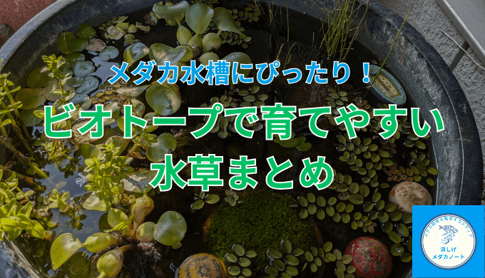 ビオトープで育てやすい水草まとめ