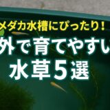 屋外でも元気に育つ！メダカと相性抜群の水草とは？