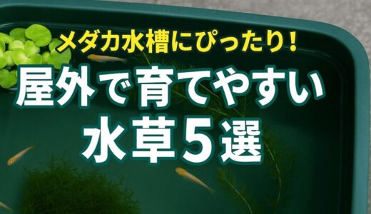 屋外でも元気に育つ！メダカと相性抜群の水草とは？