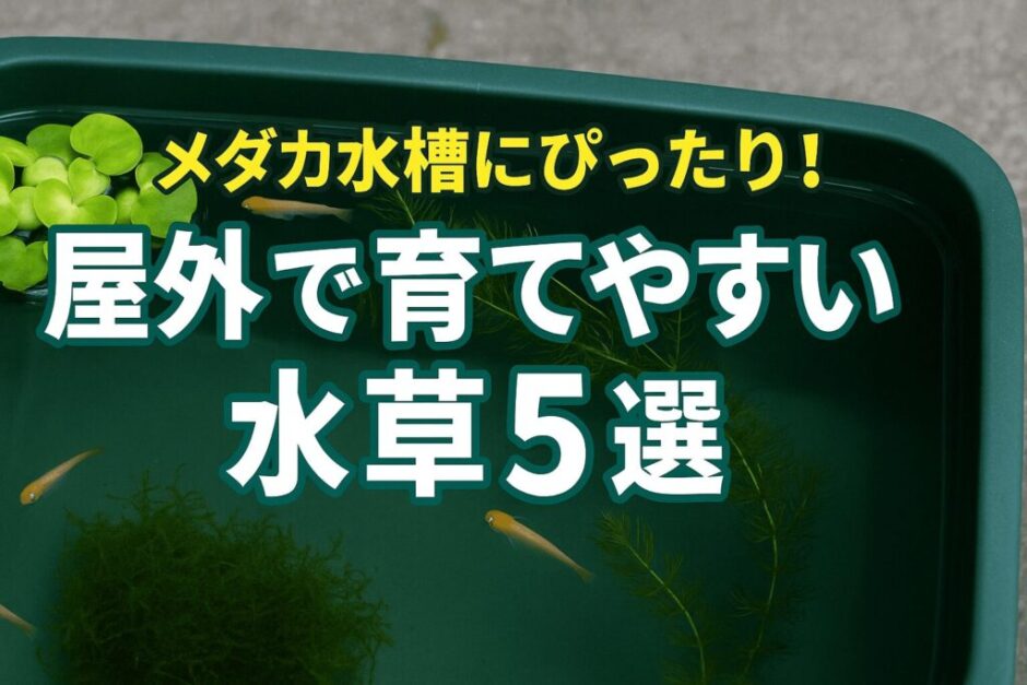 屋外でも元気に育つ！メダカと相性抜群の水草とは？
