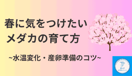 春に気をつけたいメダカの育て方！水温変化と産卵準備のコツ