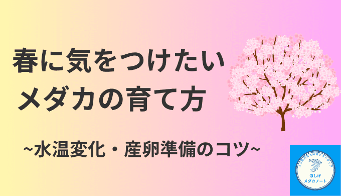 春に気をつけたいメダカの育て方！水温変化と産卵準備のコツ