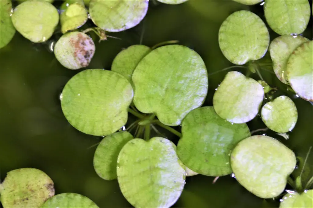 アマゾンフロッグピット