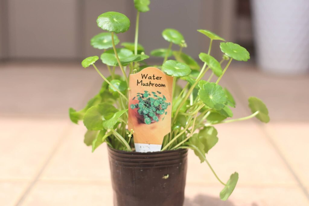 ウォーバーマッシュルーム(ウォーターコイン)