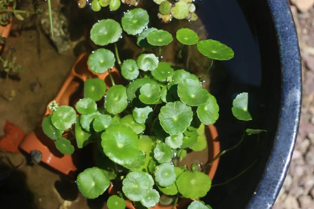 上から見たウォーターマッシュルーム