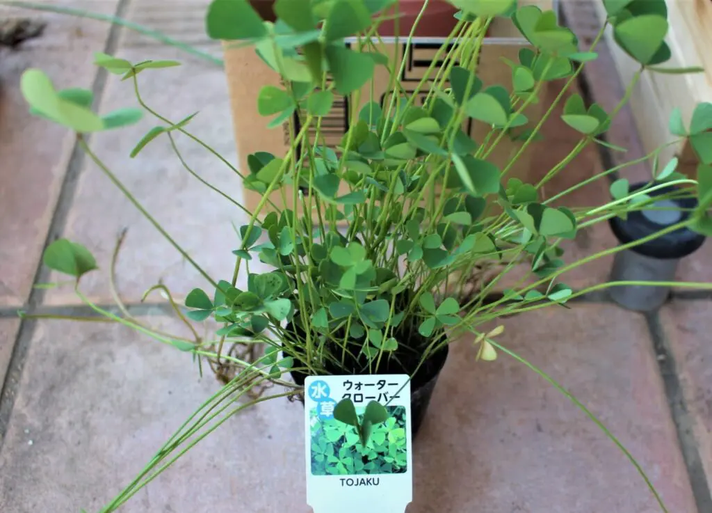 ウォータークローバー