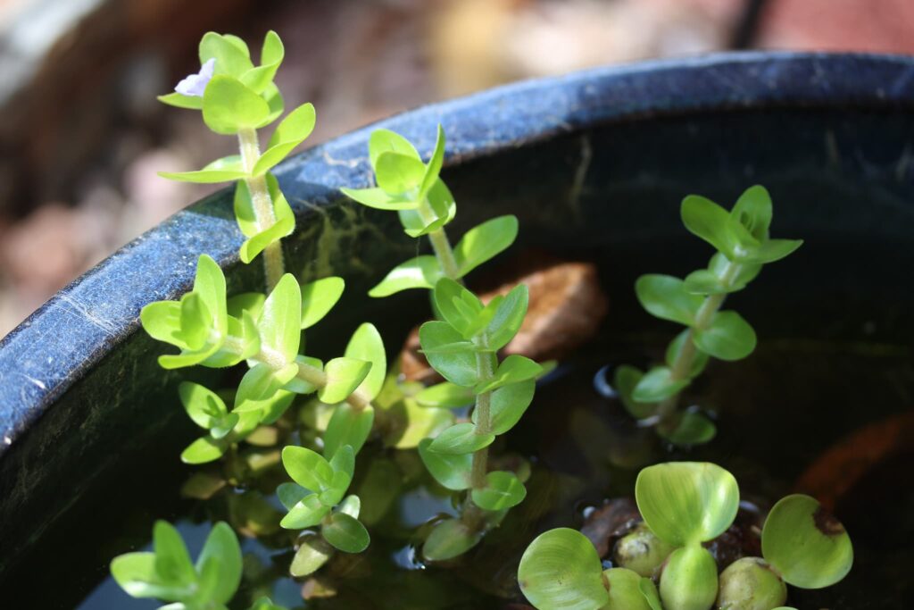 ウォーターバコパ