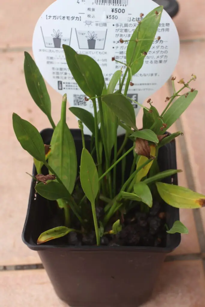 ナガバオモダカ