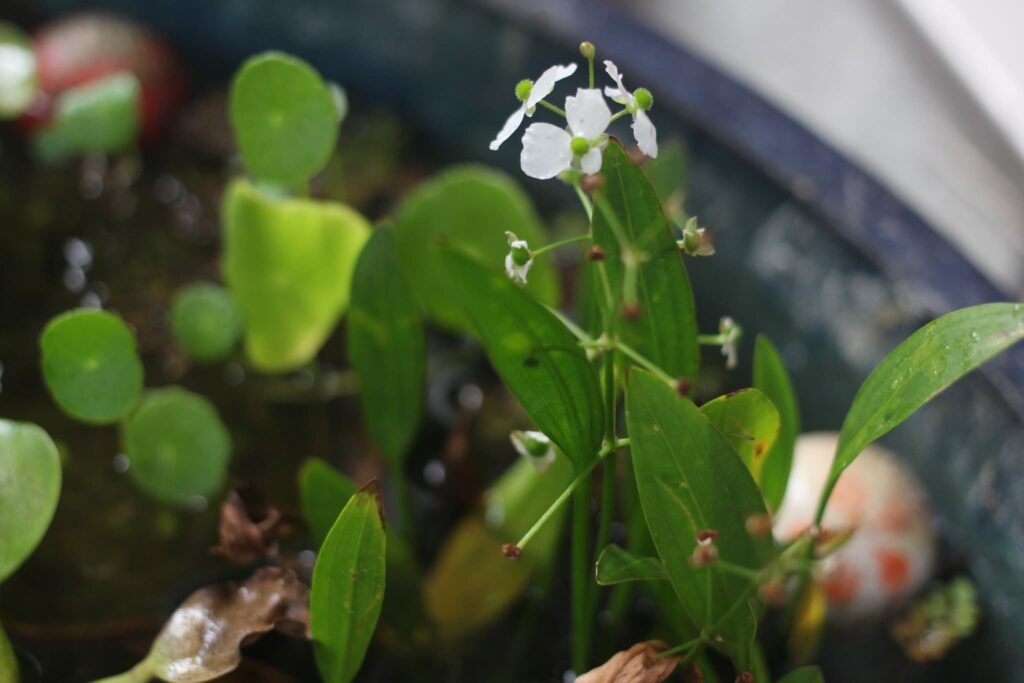 ナガバオモダカの花