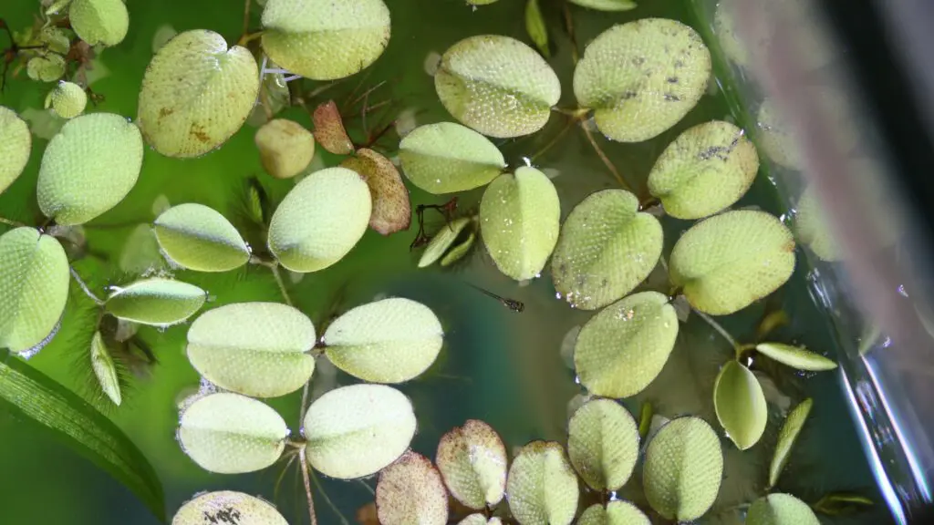 オオサンショウモ