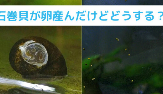 石巻貝は飼いやすい！でも卵に注意