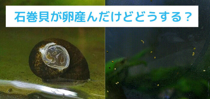 石巻貝が卵を産んだ