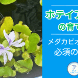 メダカ屋外飼育に最適！ホテイアオイの育て方と注意点を解説