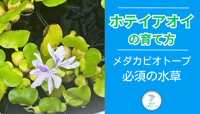 メダカ屋外飼育に最適！ホテイアオイの育て方と注意点を解説