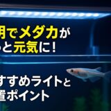 メダカ飼育で照明は必要？メリットと選び方を解説