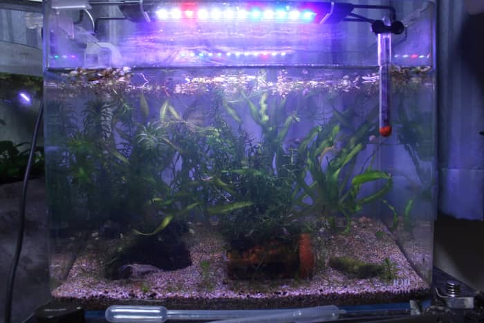 メダカの照明。赤と青強め