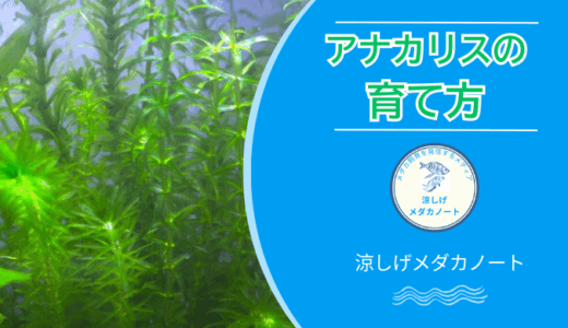 丈夫で育てやすい！メダカ水槽に最適なアナカリスの魅力と注意点