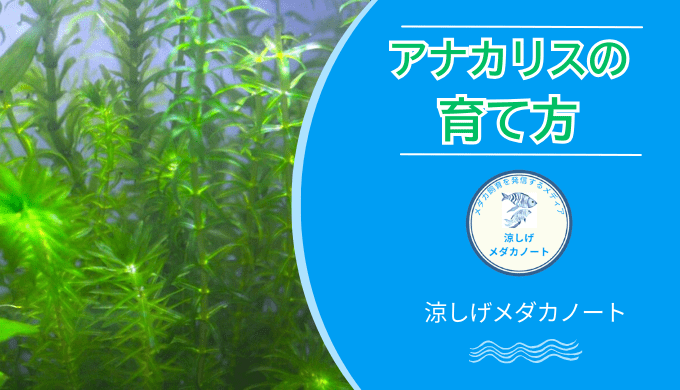 アナカリスの育て方