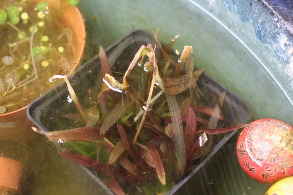 12月のナガバオモダカ