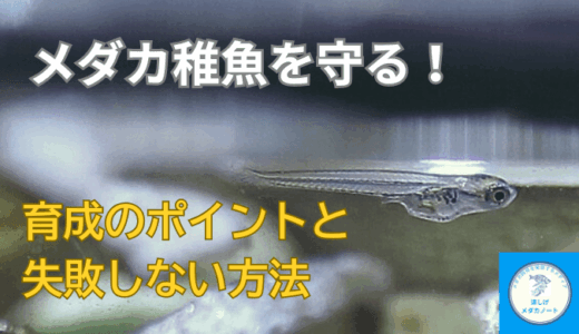 メダカ稚魚を守る！育成のポイントと失敗しない方法