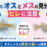 メダカのオスとメスの見分け方！ヒレに注目