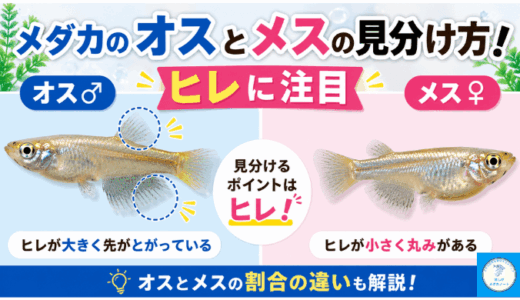 メダカのオスとメスの見分け方！ヒレに注目