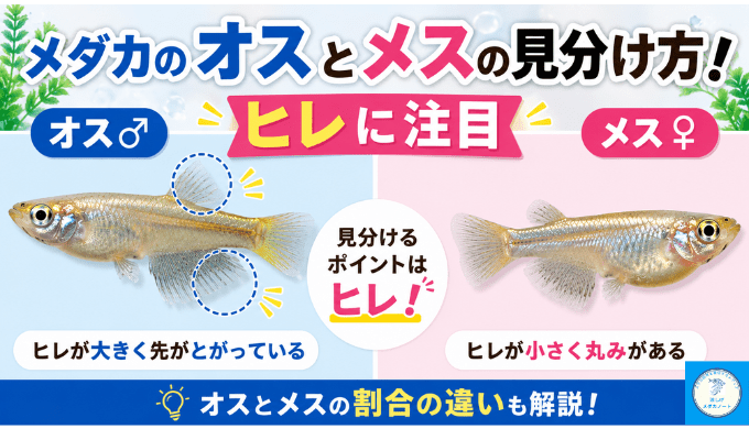 メダカのオスとメスの見分け方！ヒレに注目