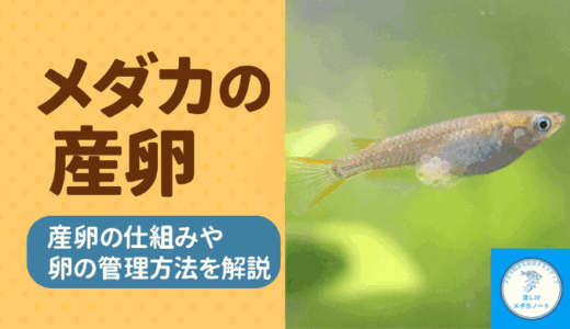 メダカの繁殖を成功させる！産卵の仕組みと卵の育て方