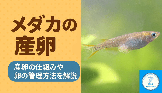 メダカの繁殖を成功させる！産卵の仕組みと卵の育て方