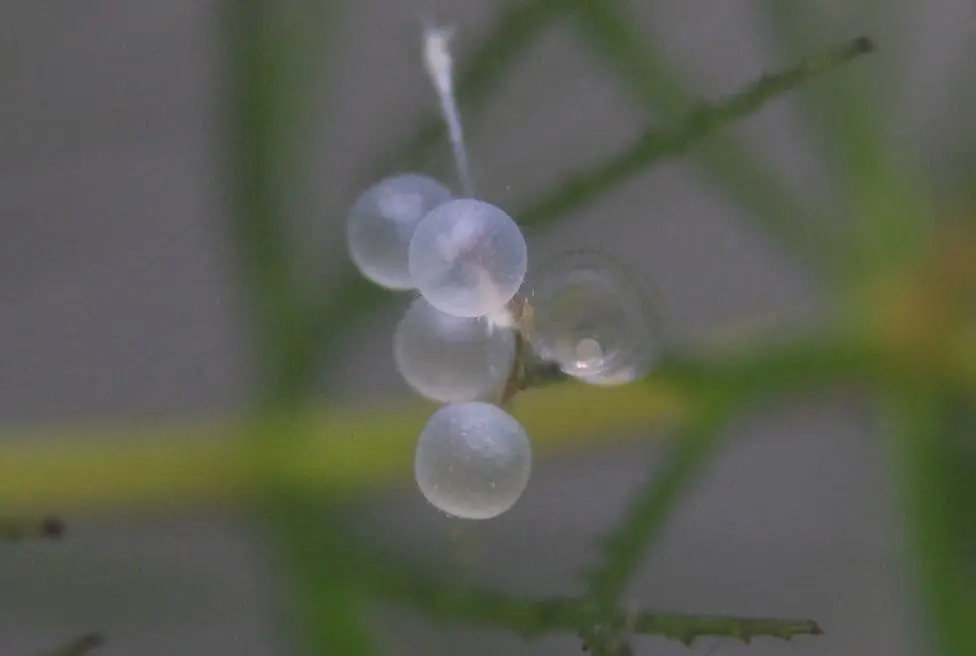 白くなったメダカの卵