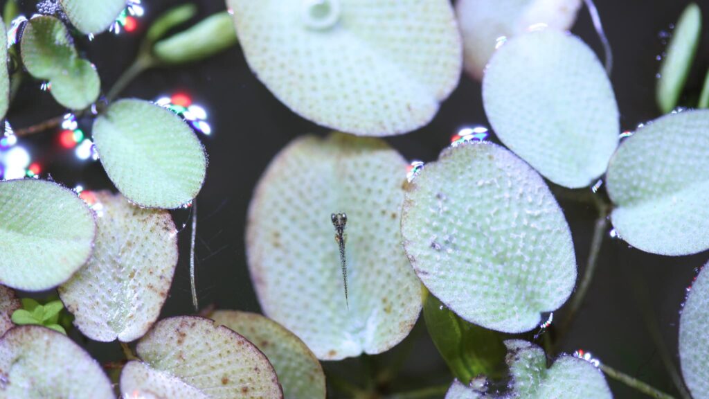 メダカの稚魚
