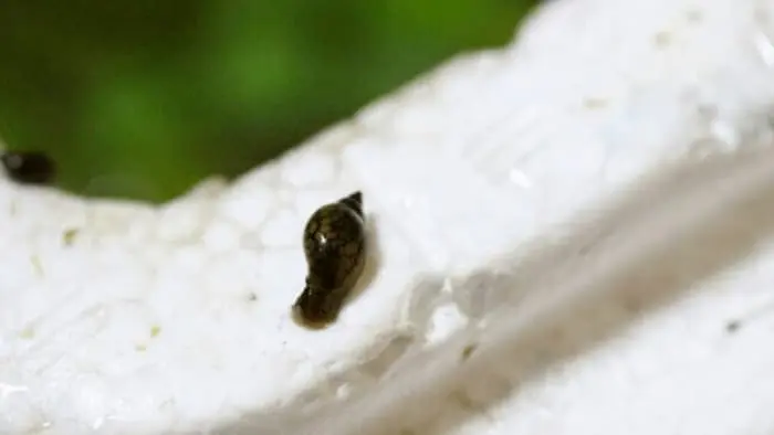 サカマキガイ