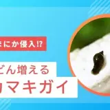 メダカ水槽のトラブル!勝手に増えるサカマキガイ・スネールの正体と対策