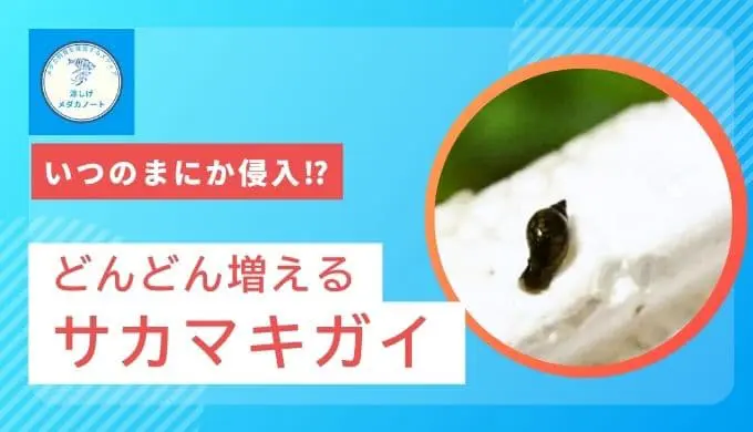 メダカ水槽のトラブル！勝手に増えるサカマキガイ・スネールの正体と対策