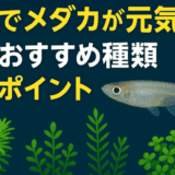 メダカにオススメの水草