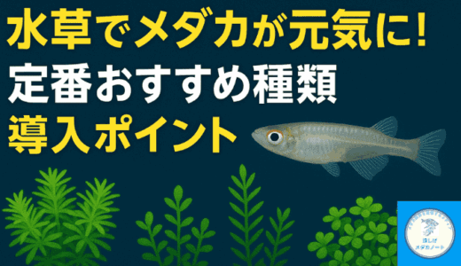 水草でメダカが元気に！定番おすすめ種類と導入ポイント