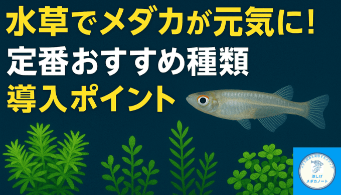メダカにオススメの水草