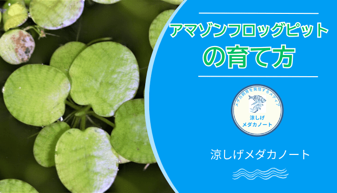 アマゾンフロッグピットの育て方
