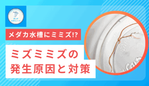 水槽の細長いミミズみたいな虫はミズミミズ！発生原因と対策