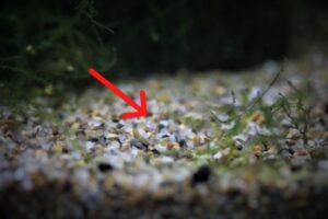 水槽の細長いミミズみたいな虫はミズミミズ！発生原因と対策 | 涼しげメダカノート