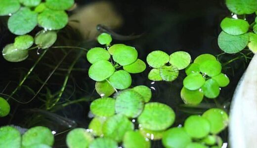 アマゾンフロッグピットはメダカ飼育に便利な浮き草
