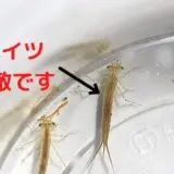 メダカの天敵ヤゴ