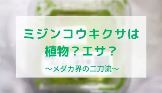 ミジンコウキクサはメダカのエサにもなる浮き草