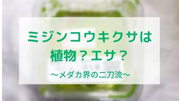 ミジンコウキクサ