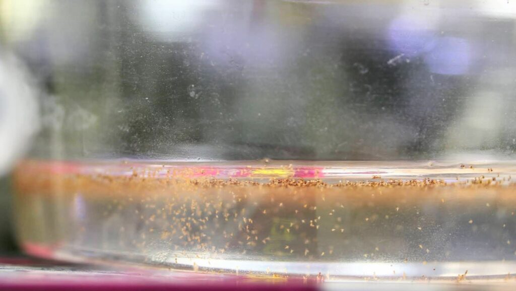 ブラインシュリンプ