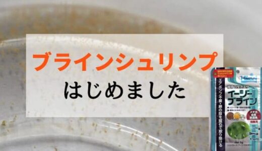エサやり革命！イージーブラインでメダカが元気に育つ理由