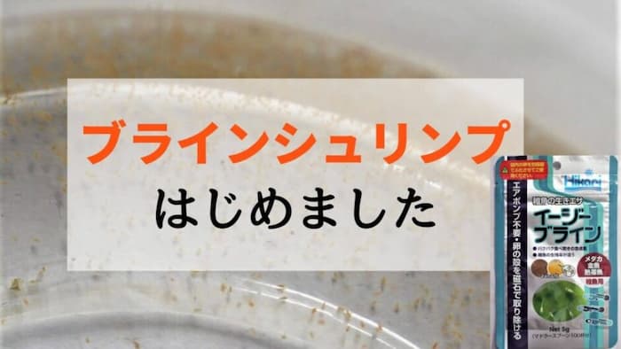 ブラインシュリンプはじめました